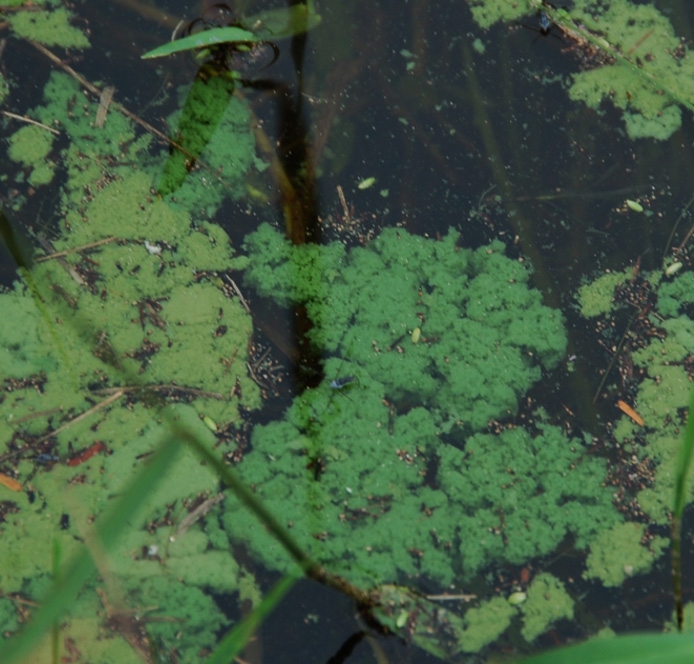 Mycrosystis aeruginosa